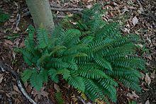 Chistmas fern.jpg