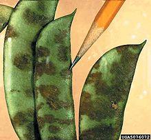 Colletotrichum lindemuthianum.jpg