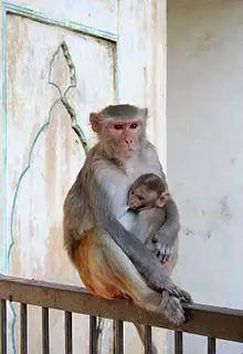 Female and juvenile rhesus macaque at Galtaji, Jaipur, Rajasthan, India.jpg