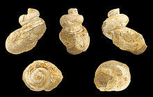 Floyda concentrica 01.jpg