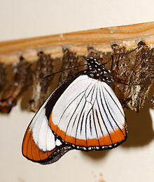 Hypolimnas usambara (Red-spot Diadem).jpg