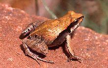 Physalaemus gracilis.jpg