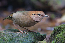 stout dull coloured bird hunched over mossy rock