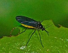 Sciaridae - Sciara species.JPG