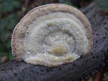 Trametes hirsuta BS14.2.jpg