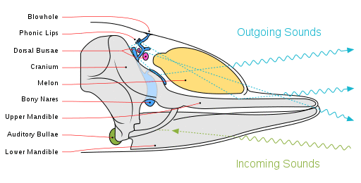 Diagram illustrating sound generation, propagation and reception in a toothed whale. Outgoing sounds are in cyan and incoming ones are in green