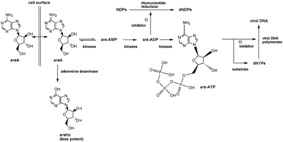 Mechanism of action of vidarabine.gif