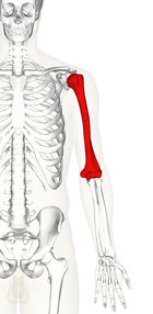 Left humerus - anterior view.png