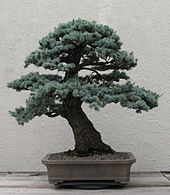 Blue Atlas Cedar, 1950-2007.jpg