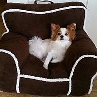 Papillonsitting.jpg