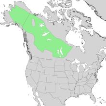 Betula neoalaskana range map 1.png