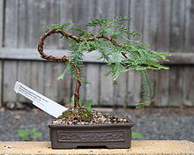 Bonsai Dwarf Dawn Redwood bonsai, July 14, 2008.jpg