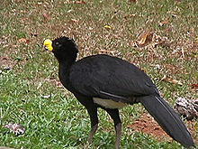 Crax rubra (Great Curassow) - male.jpg