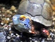 Emydidae - Terrapene mexicana (Mexican Box Turtle) (1).jpg