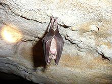 Photograph of a Greater horseshoe bat hanging from the roof of a cave.