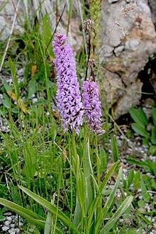 Gymnadenia densiflora ENBLA02.jpg