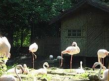 Jungle Mission5 - Flamingo.JPG