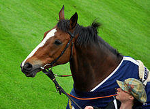Kauto Star.jpg