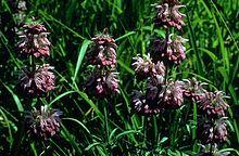 Monarda citriodora.jpg
