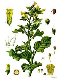 Nicotiana rustica - Köhler–s Medizinal-Pflanzen-226.jpg