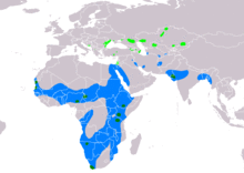 PelecanusOnocrotalusIUCNver2018 2.png