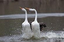 Part of the complex courtship behavior of Clark's Grebes