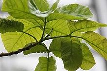 Sandoricum koetjape Manila 1zz.jpg