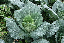 Savoy Cabbage.jpg