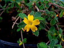 Turnera diffusa var. aphrodisiaca 002.JPG