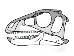 Pisanosaurus skull.png