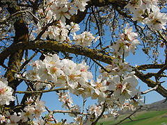 Urueña almendro2 lou.jpg