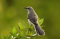 Mimus polyglottos1.jpg