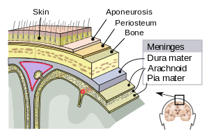 Meninges-en.svg