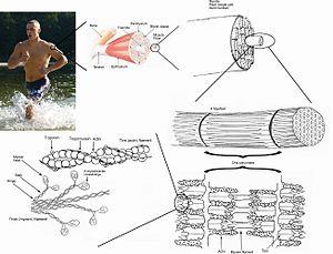 Top-down view of skeletal muscle