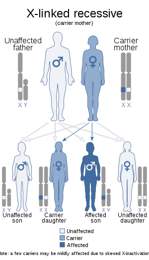 X-linked recessive (carrier mother).svg