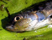 Argulus.jpg