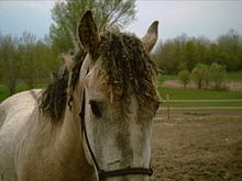 Curly horse mane.jpg