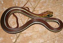 Dendrelaphis caudolineatus.jpg