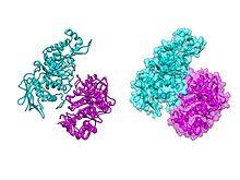 Hexosaminidase A (heterodimer, with van der Waals interactions).jpg