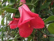 Lapageria rosea1b.SHSU.jpg