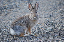 Nuttall's Cottontail (Sylvilagus nuttallii).jpg