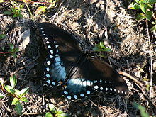 Papilio troilus Linne (1).jpg