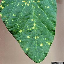 Peronospora manshurica on soybean leaf.jpg