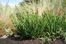 Salicornia europaea MS 0802.JPG