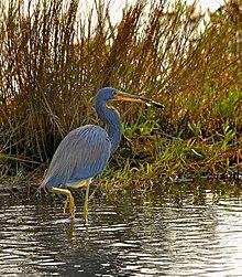 Tricolor Heron with Fish - Flickr - Andrea Westmoreland.jpg