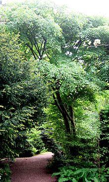 Ulmus lamellosa (botanische tuin kerkrade) 1.jpg
