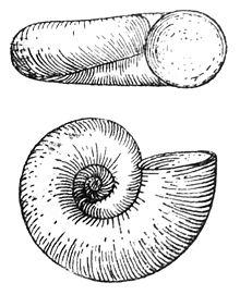 Valvata cristata drawing.jpg
