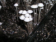 Panaeolus cambodginiensis 83012.jpg