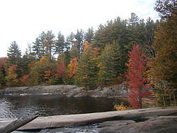 Autumn Trees 2.JPG