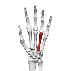 Fourth metacarpal bone (left hand) 01 palmar view.png